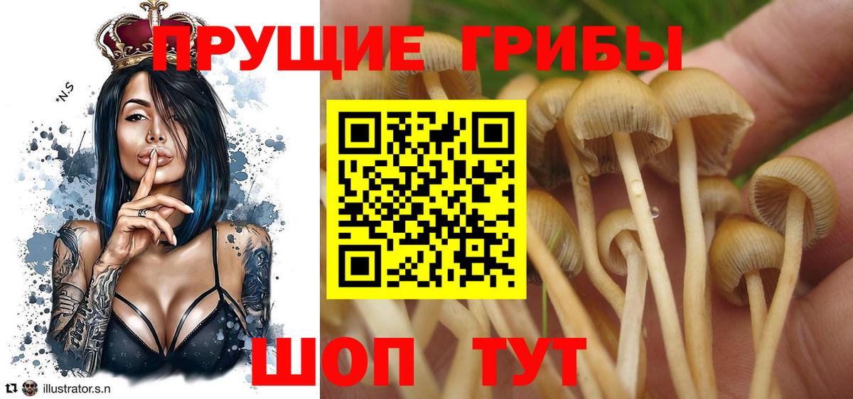 Галлюциногенные грибы Psilocybe Буйнакск